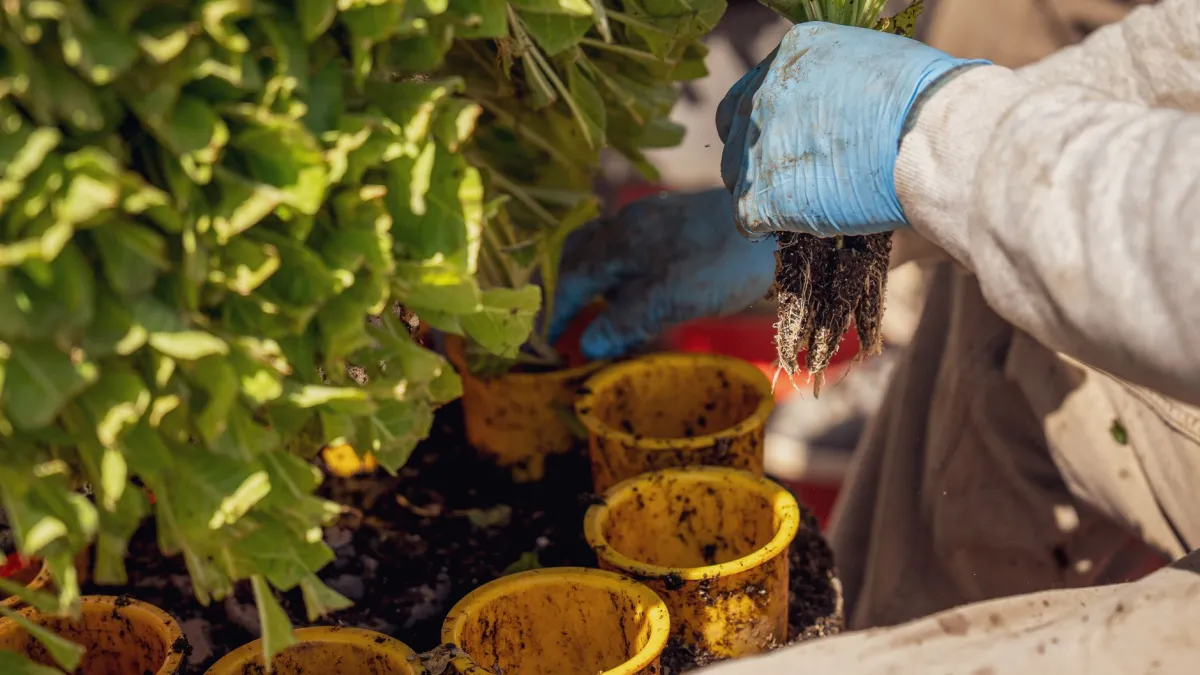 Folhas de planta recém-transplantada começando a amarelar.