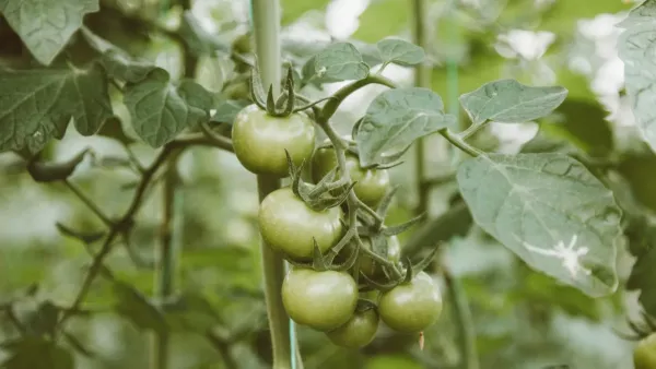 Folhas de um pé de tomate enroladas para cima