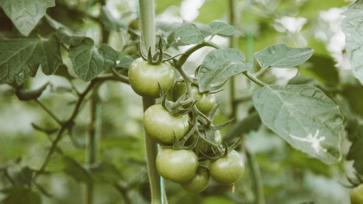 Folhas de um pé de tomate enroladas para cima