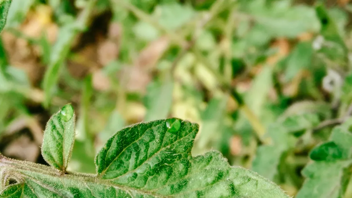 Folhas verdes de tomate com gotas de água, indicando boa irrigação