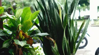 Folhas verdes e firmes de uma espada-de-são-jorge saudáveis em close-up.