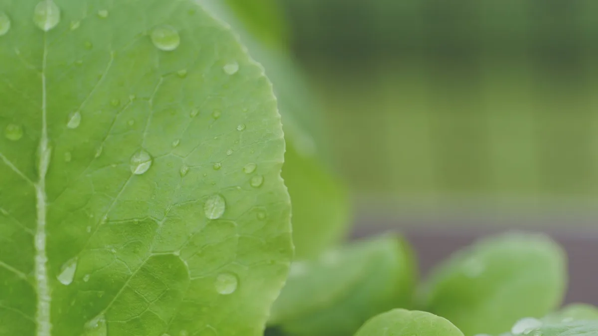 Folhas verdes e saudáveis de alface em uma horta.