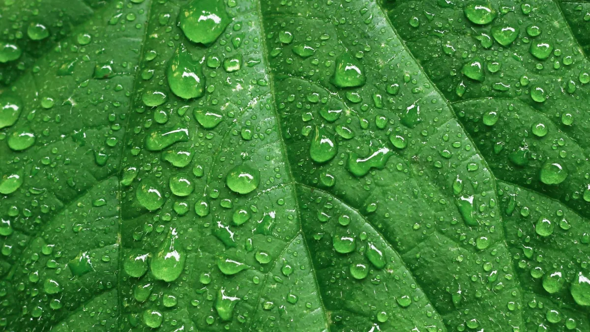 Folhas verdes e saudáveis de uma planta com gotas de água após a rega.
