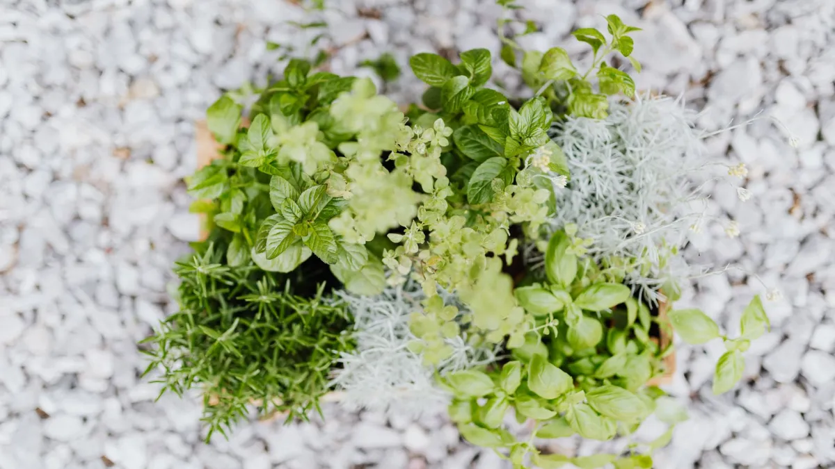 Folhas verdes e vibrantes de manjericão em uma jardineira.