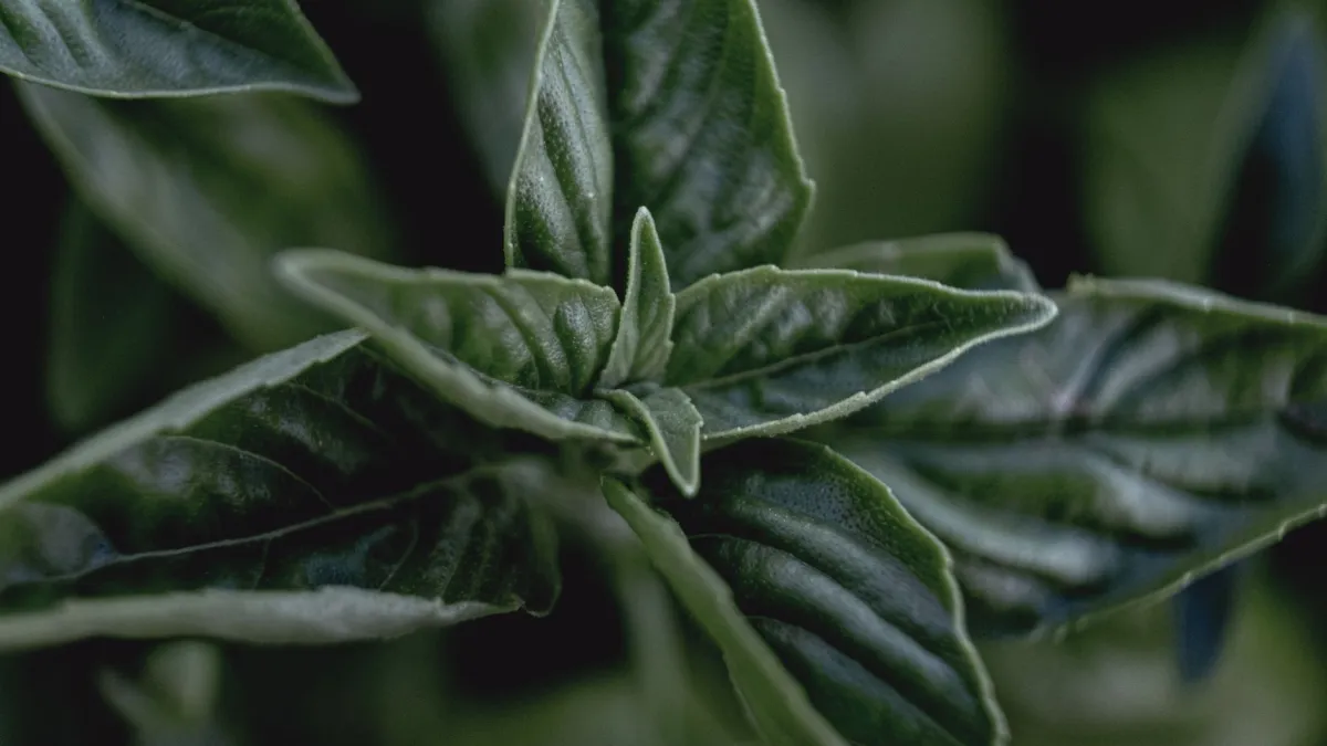 Folhas verdes e vibrantes de manjericão sob a luz do sol