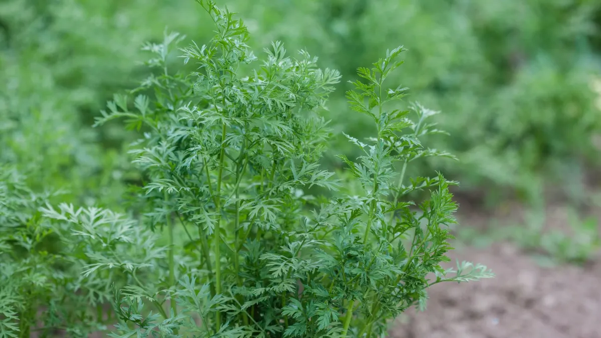 Folhas verdes e vigorosas de uma planta de cenoura recebendo luz solar