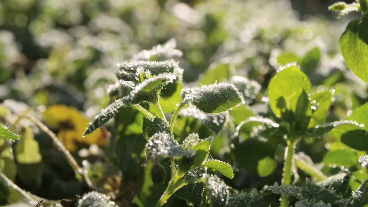 Horta de inverno com folhas verdes e um toque de geada sob a luz do sol