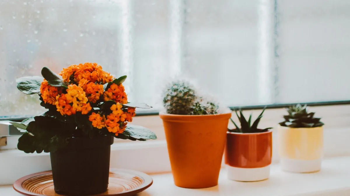 Janela de casa com vasos de flores coloridas bem iluminada pela luz natural