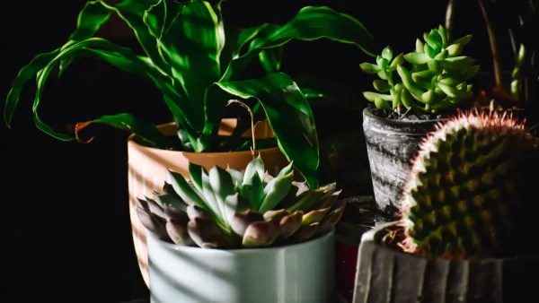 Janela ensolarada com diversas plantas vibrantes e saudáveis em vasos.
