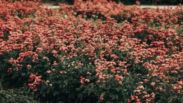 Jardim pequeno com flores de cores vibrantes desabrochando de forma uniforme em um canteiro bem cuidado.