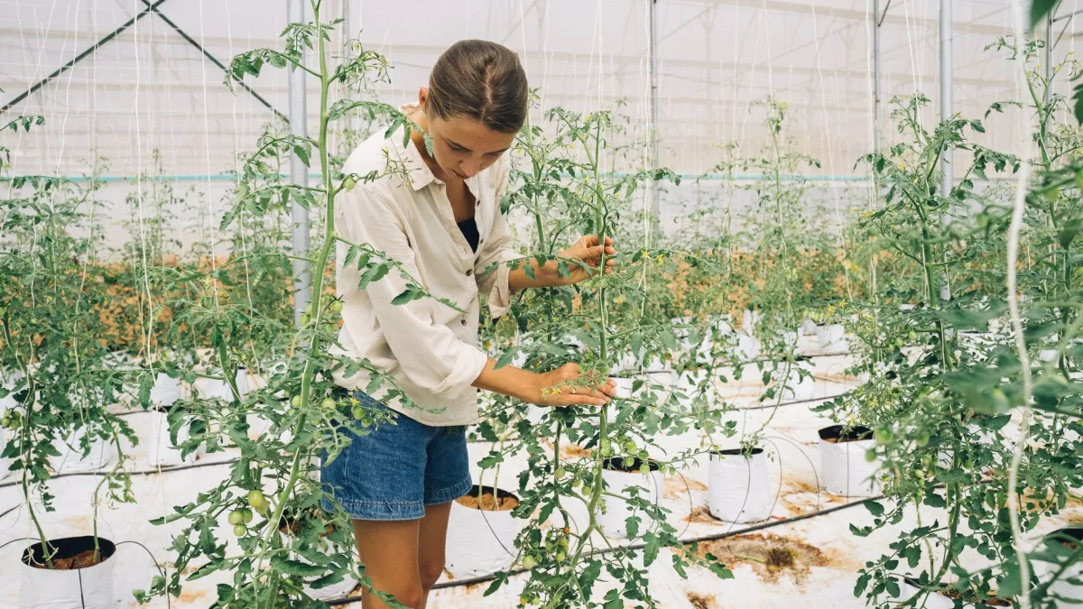 Jardineiro verificando a umidade do solo perto de um pé de tomate