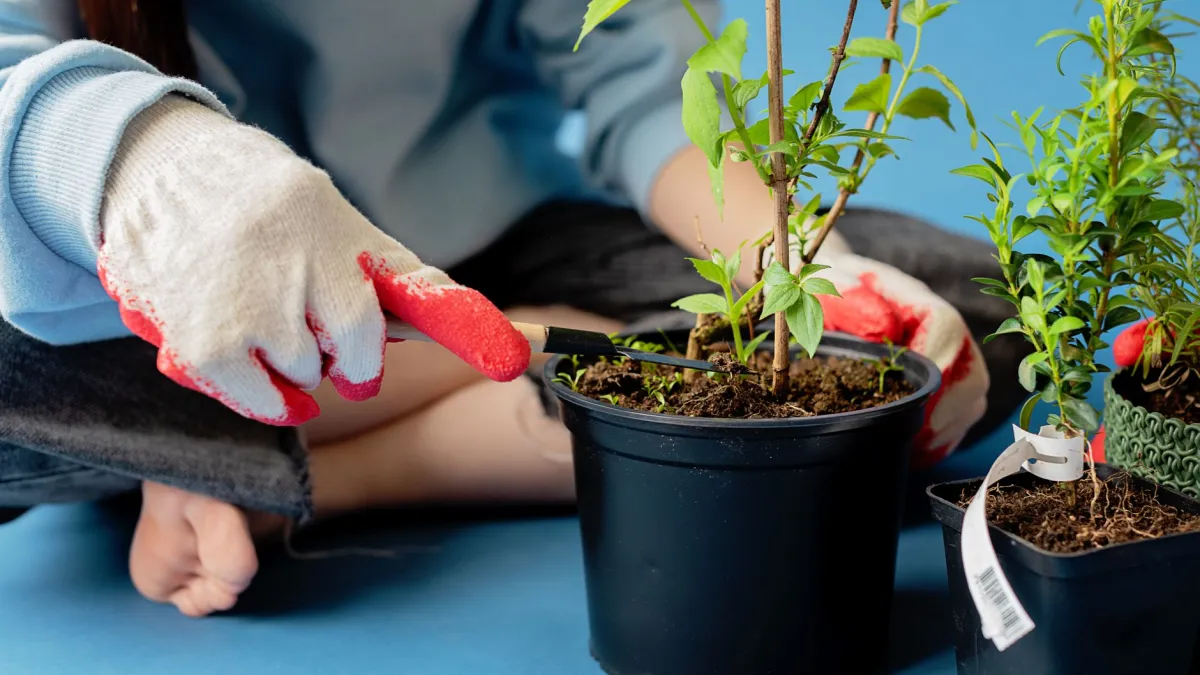 Jardineiro verificando a umidade do substrato de uma planta em vaso com o dedo.