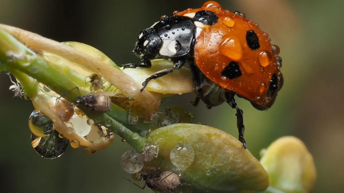 Joaninha comendo pulgões em um galho de planta, um predador natural.