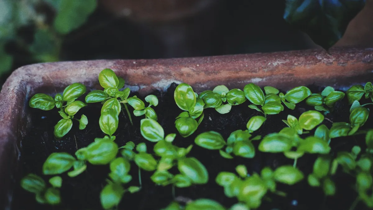 Jovem muda de manjericão recém-plantada em um pequeno vaso com terra.