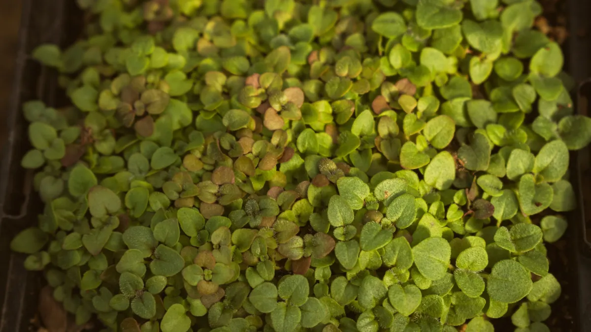 Maços de manjerona pendurados para secar em um local arejado