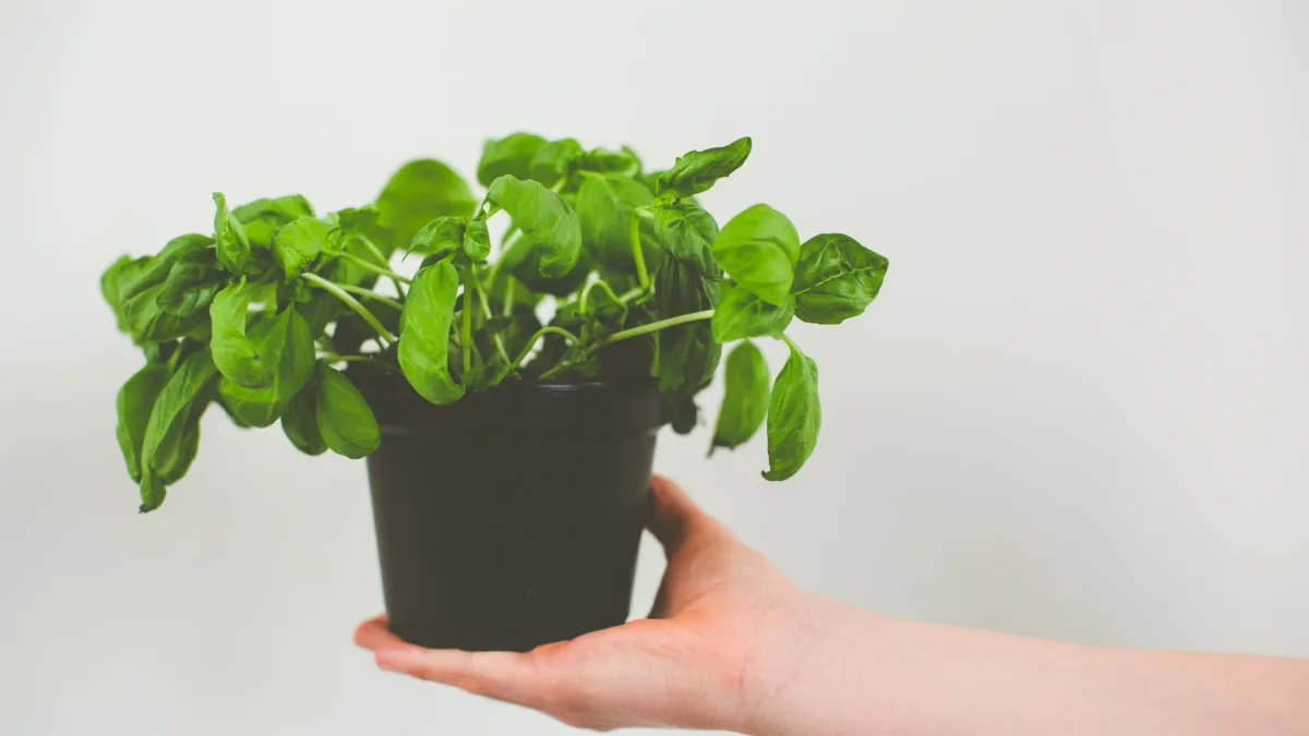 Manjericão e hortelã plantados lado a lado em um vaso, mostrando a proximidade das plantas.