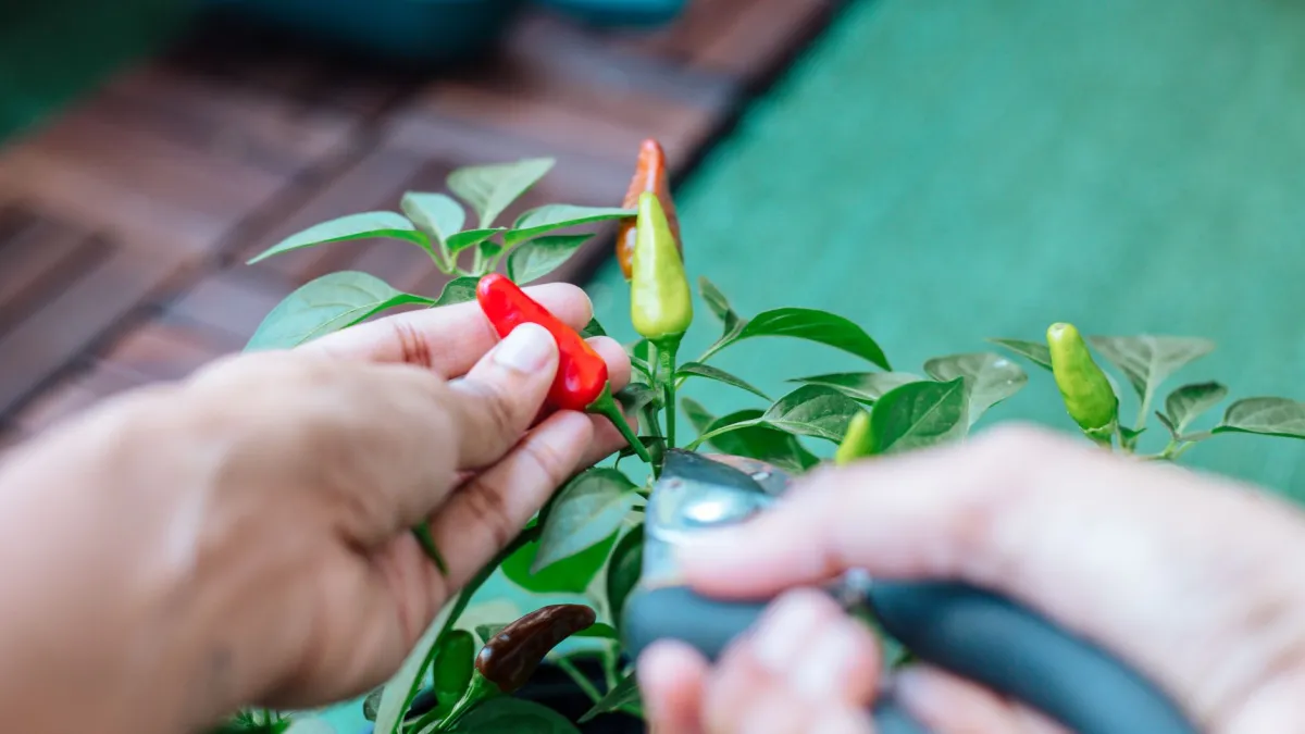 Mão colhendo pimenta dedo de moça com uma tesoura de poda
