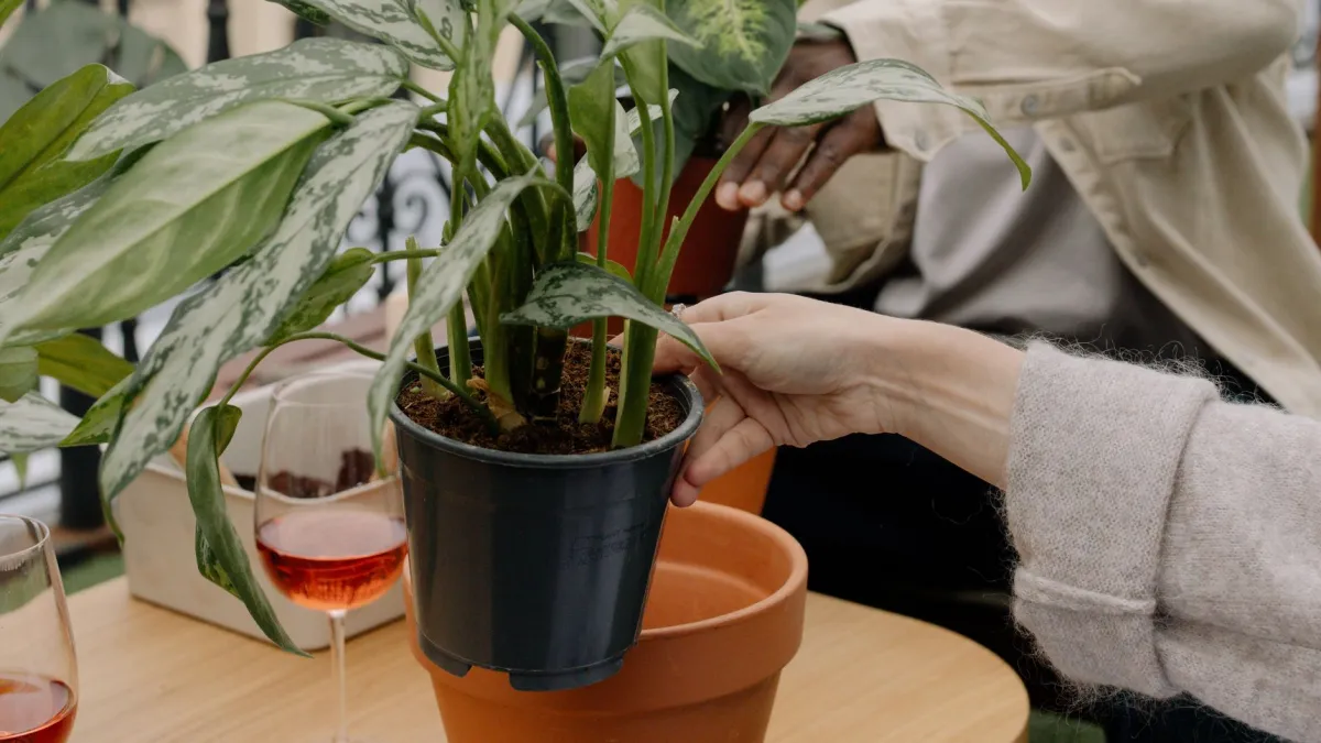Mão de mulher verificando a umidade do substrato de uma planta de hera em vaso.