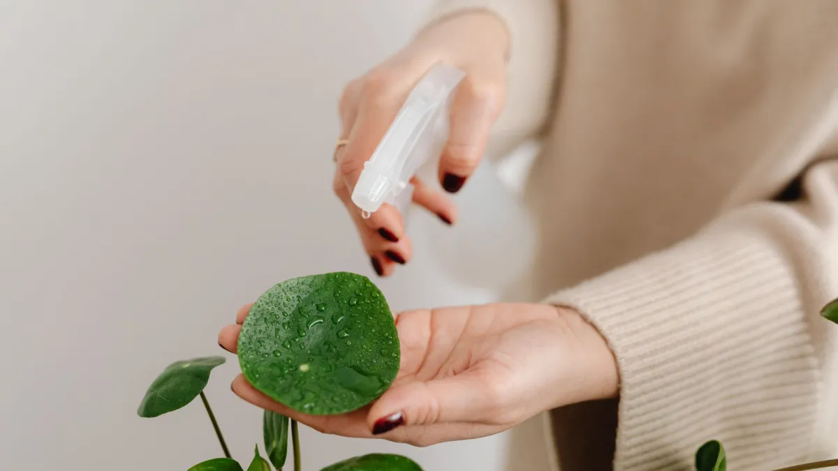Mão de uma pessoa pulverizando uma solução de água e sabão em folhas de planta infestadas.