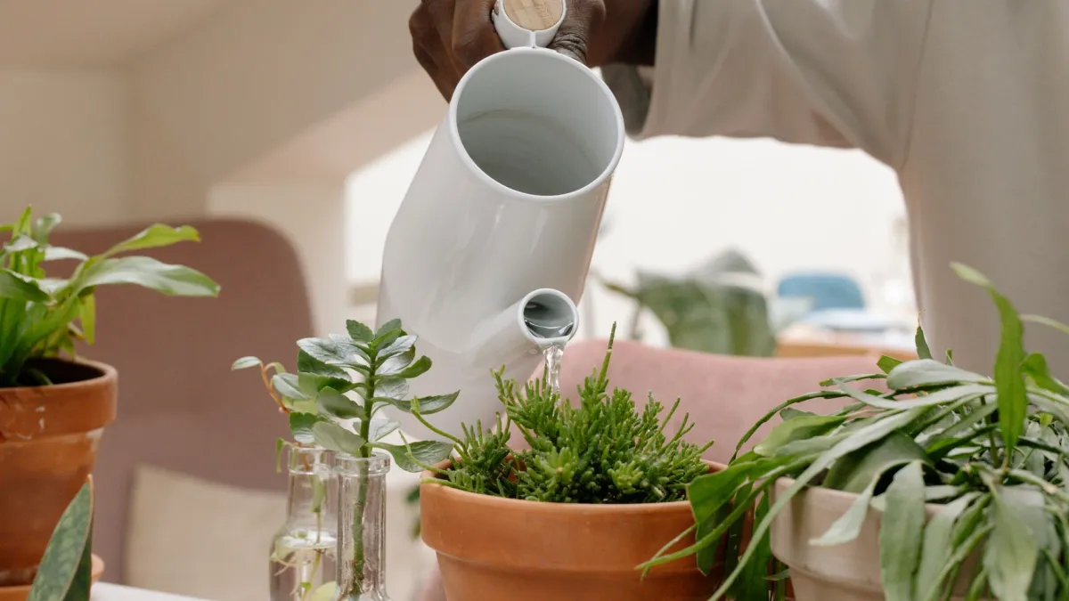 Mão de uma pessoa tocando a terra em um vaso de planta para verificar a umidade.
