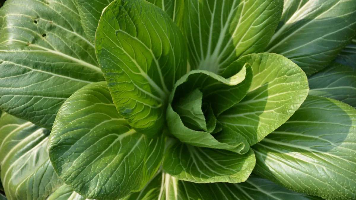 Mão regando uma planta de pak choi em um canteiro de horta.
