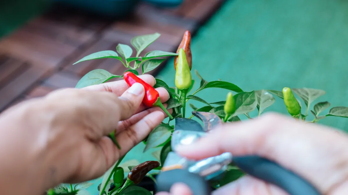 Mão segurando um pequeno pincel, tocando delicadamente o centro de uma flor de pimenta para polinização