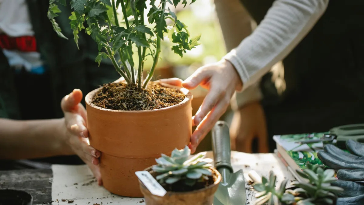 Mão verificando a umidade da terra em um vaso de horta com os dedos.