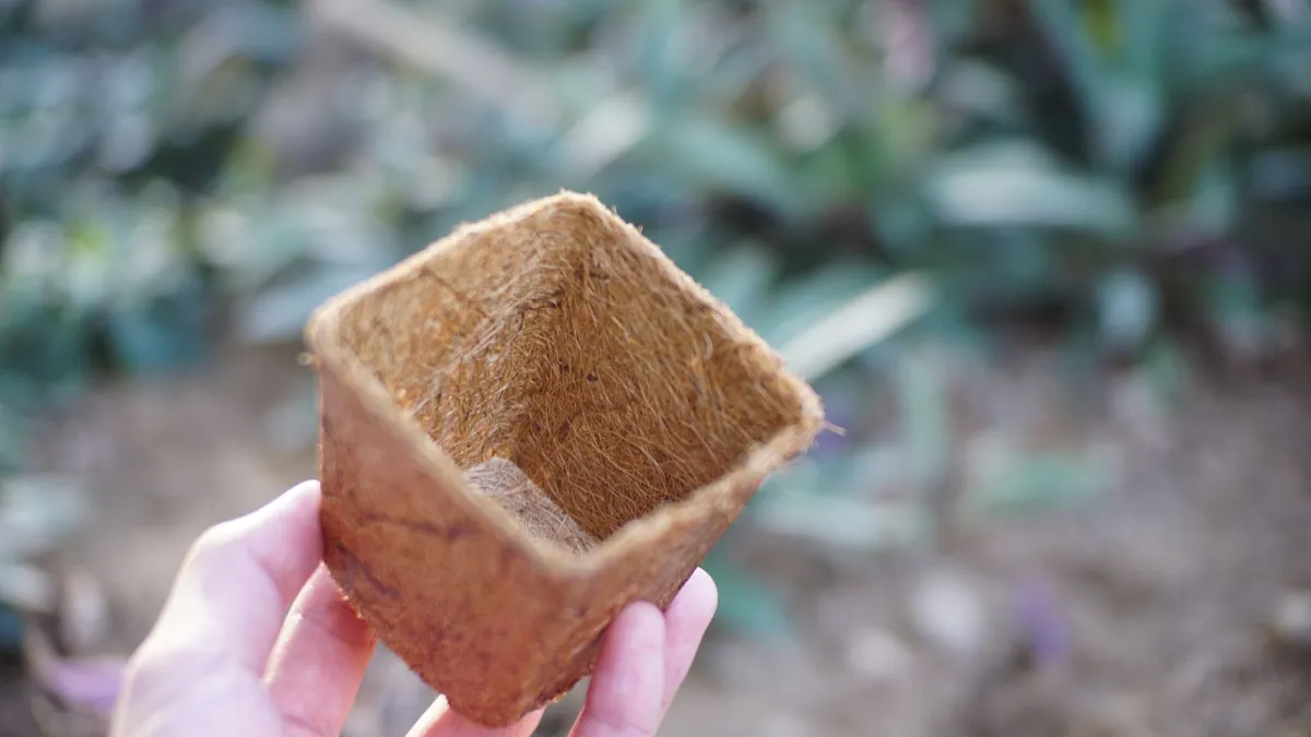Mãos adicionando composto orgânico à terra de um vaso de açafrão-da-terra