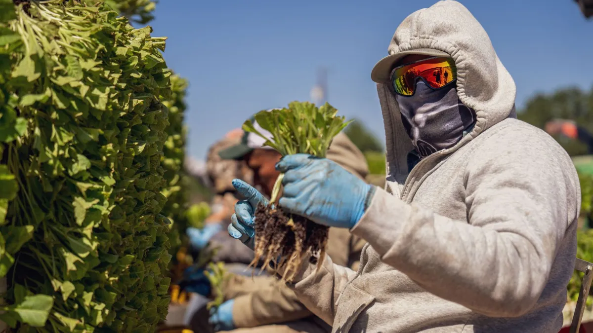Mãos cobrindo plantas de chicória com uma manta de proteção para protegê-las da geada noturna.