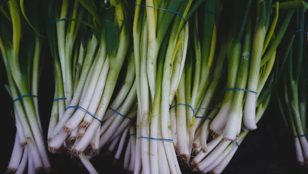Mãos colhendo cebolinhas frescas em uma horta caseira.