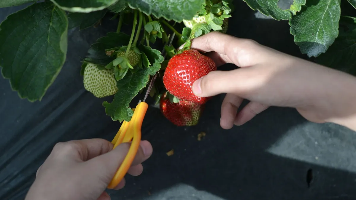 Mãos colhendo pimenta biquinho com uma tesoura, mostrando a técnica correta de corte.