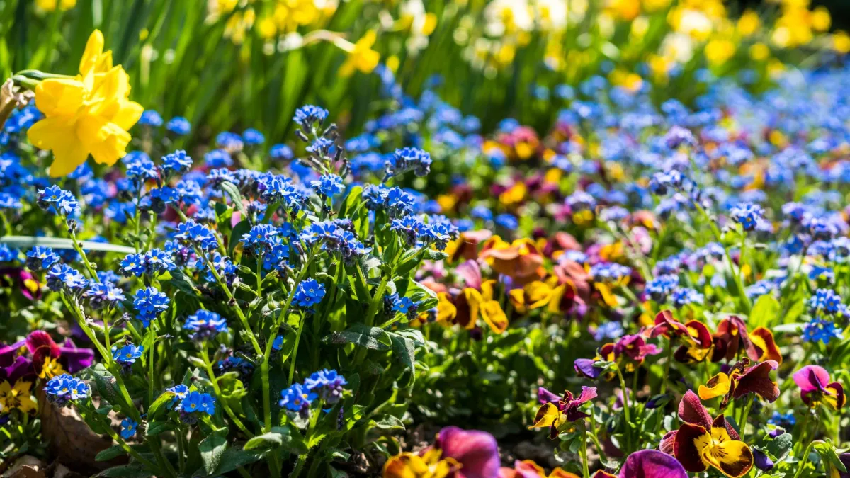 Mãos com luvas podando folhas doentes de um miosótis com tesoura de jardinagem.