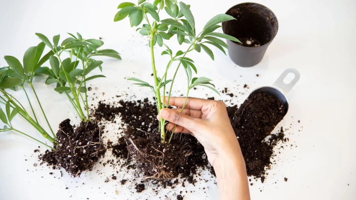 Mãos de jardineiro aplicando uma fina camada de composto orgânico no vaso de uma muda.