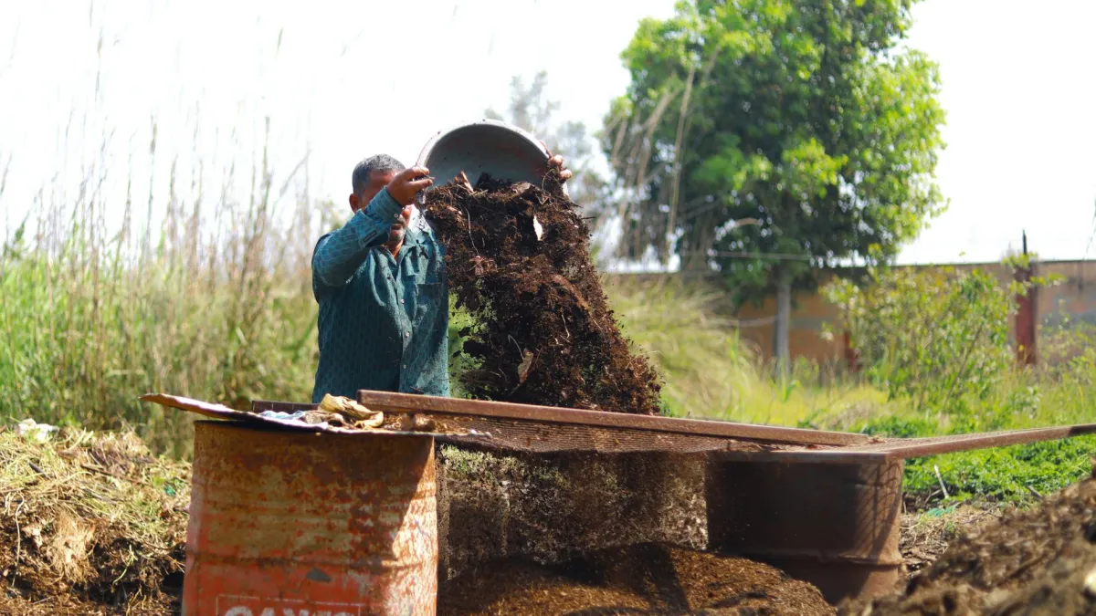 Mãos de jardineiro espalhando composto orgânico sobre a terra de uma cama de horta elevada.