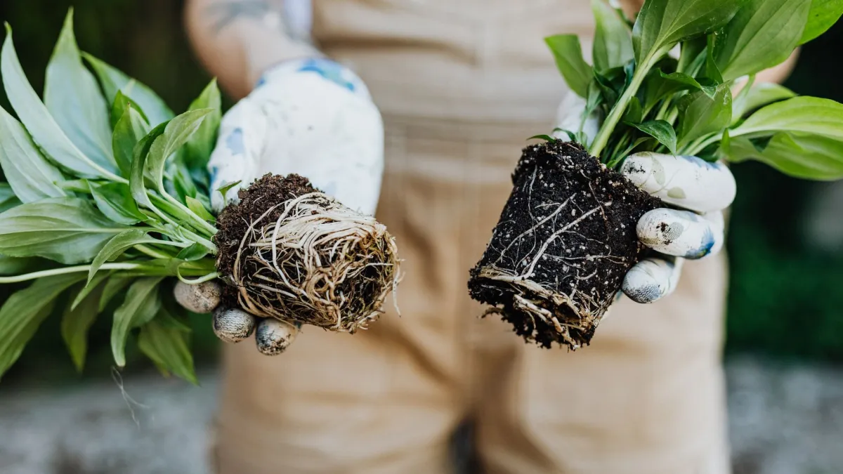 Mãos de jardineiro inspecionando as raízes de uma planta de escarola