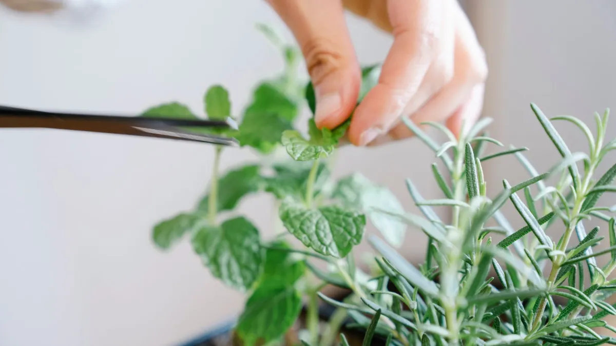 Mãos de jardineiro podando delicadamente os ramos de hortelã com uma tesoura em um vaso.