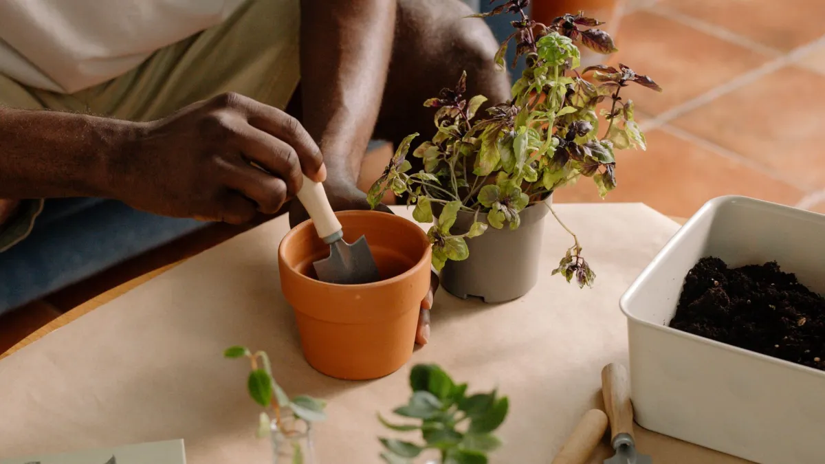 Mãos de jardineiro transferindo cuidadosamente uma muda para um vaso maior com novo substrato.