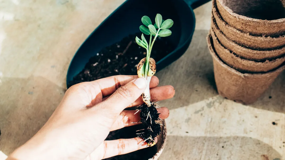 Mãos de mulher plantando mudas em pequenos vasos com substrato.