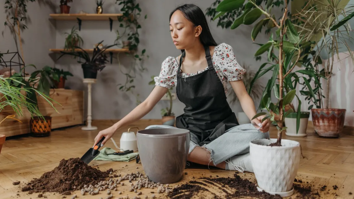 Mãos de mulher replantando uma planta em vaso, soltando as raízes com cuidado