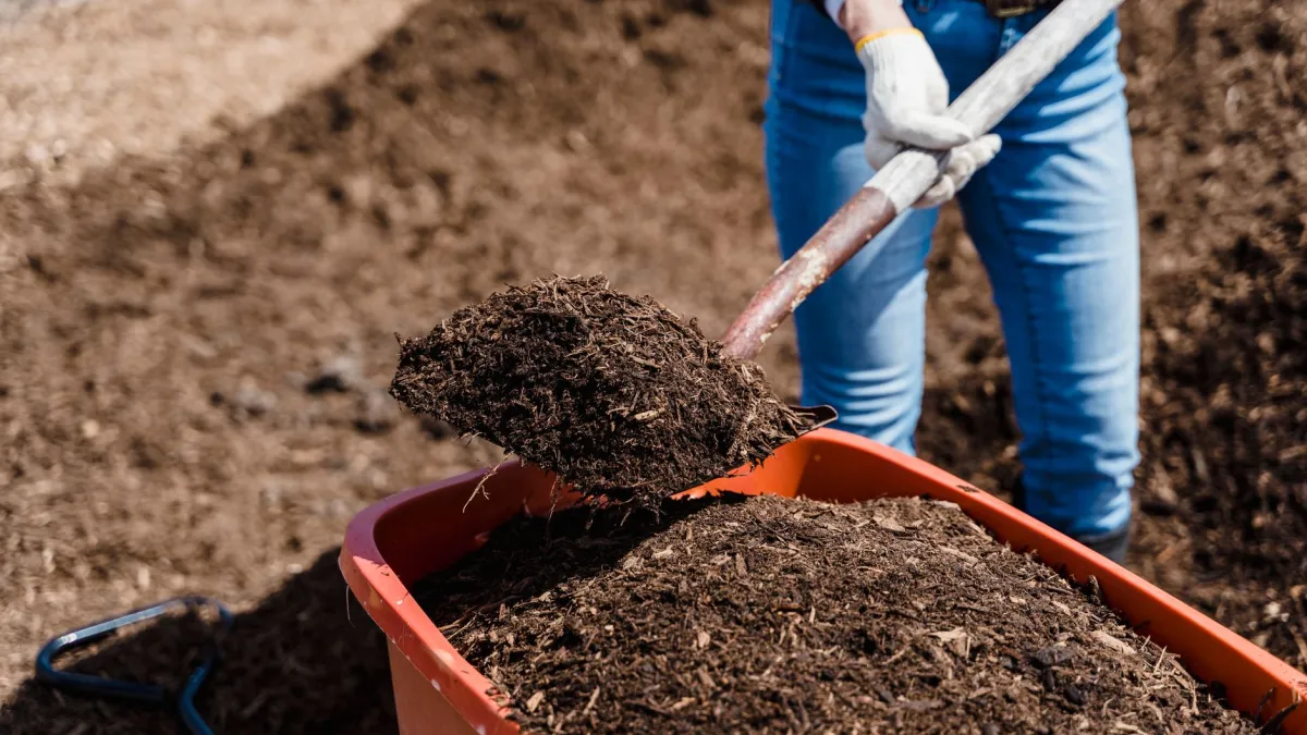Mãos de mulher segurando terra com composto orgânico rico.