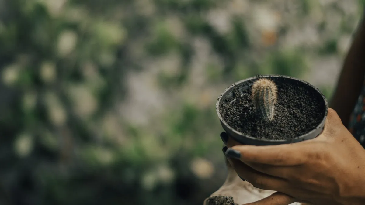 Mãos de mulher segurando um pequeno vaso com suculenta