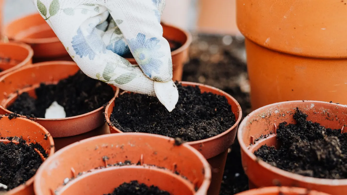 Mãos de uma pessoa plantando sementes de cebolinha em um vaso com terra