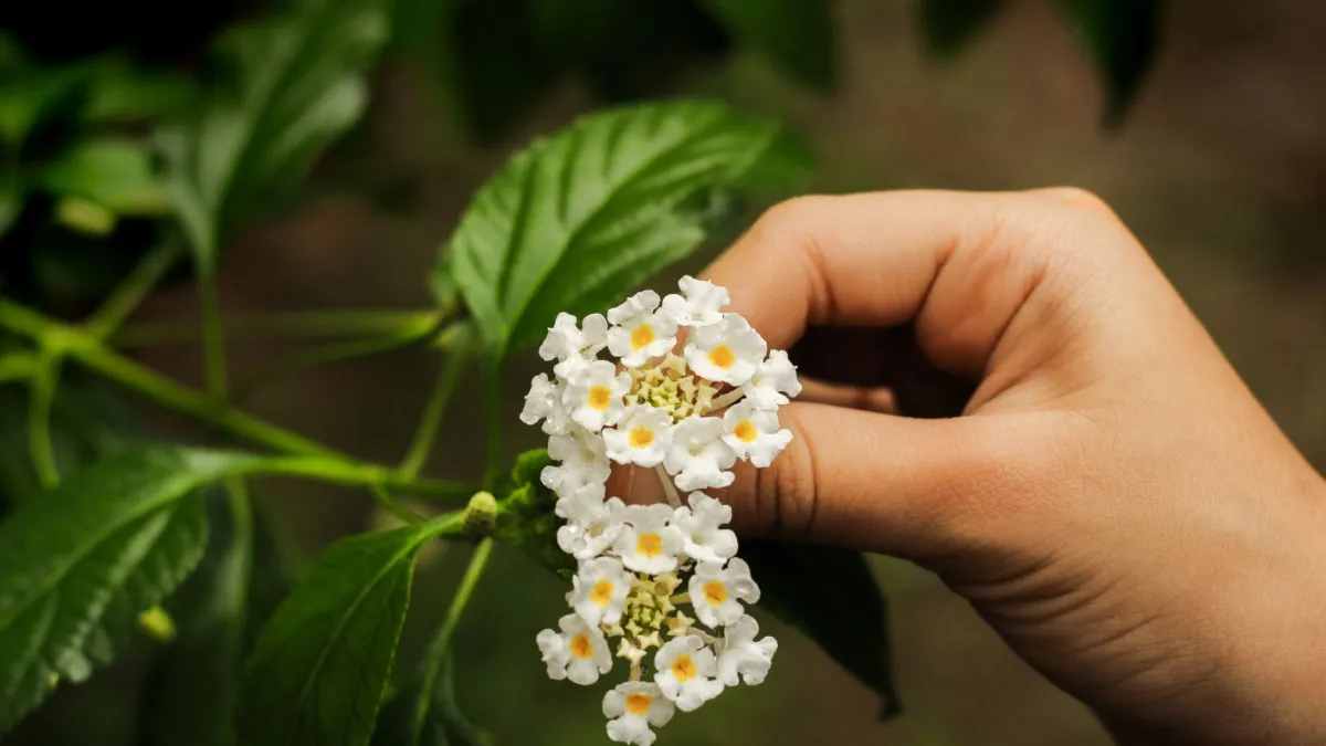 Mãos de uma pessoa removendo cuidadosamente flores secas de um ramo de lantana com os dedos.