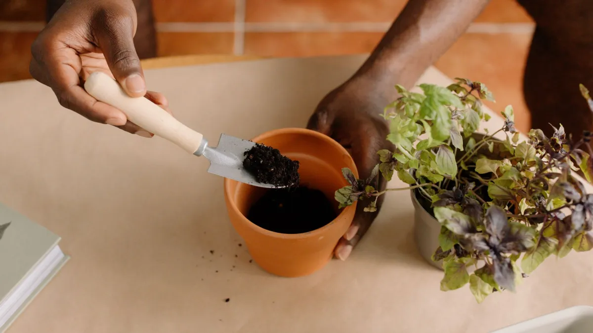 Mãos plantando um galho de hortelã em um vaso com terra