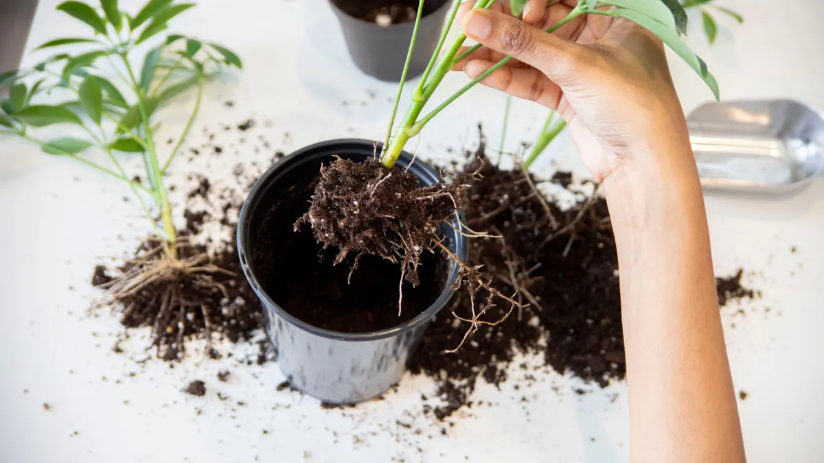 Mãos podando raízes escuras e apodrecidas de uma planta durante o replantio