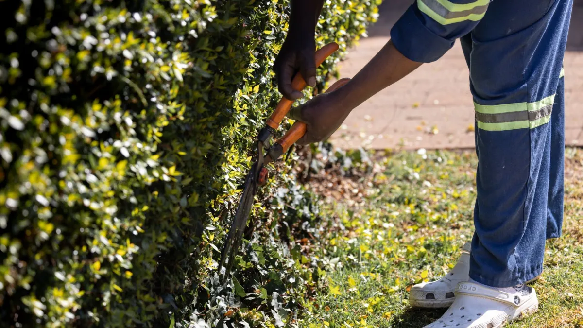 Mãos podando um kalanchoe com tesoura de jardinagem para estimular o crescimento.