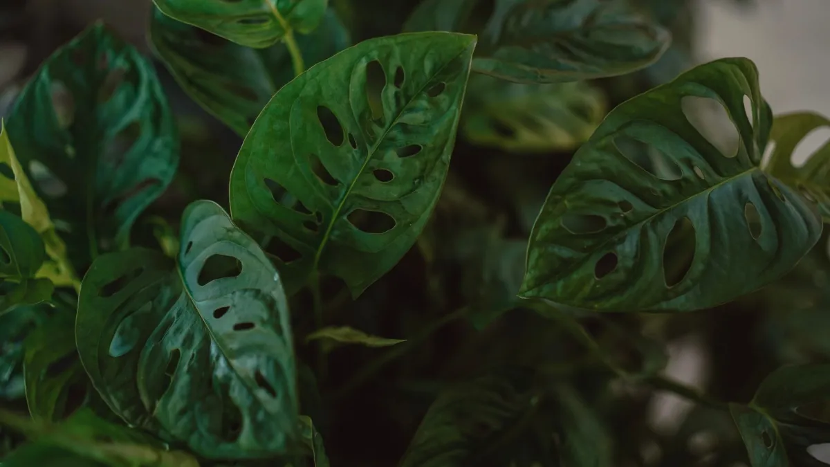 Mãos preparando o substrato para o replantio de uma Monstera Adansonii.