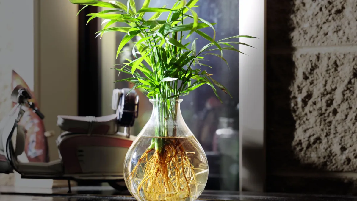 Mãos regando a base de uma planta de clúsia recém-plantada, com foco na terra úmida.