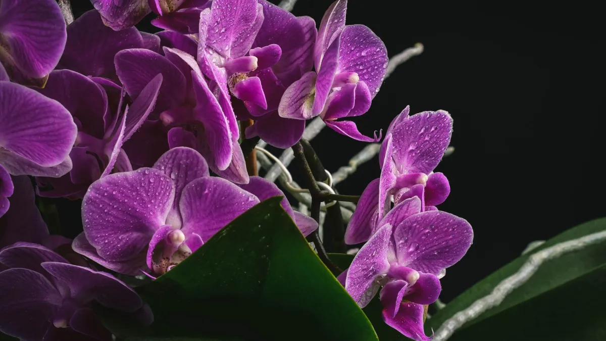 Mãos regando cuidadosamente uma planta de orquídea com água, em um vaso com boa drenagem.