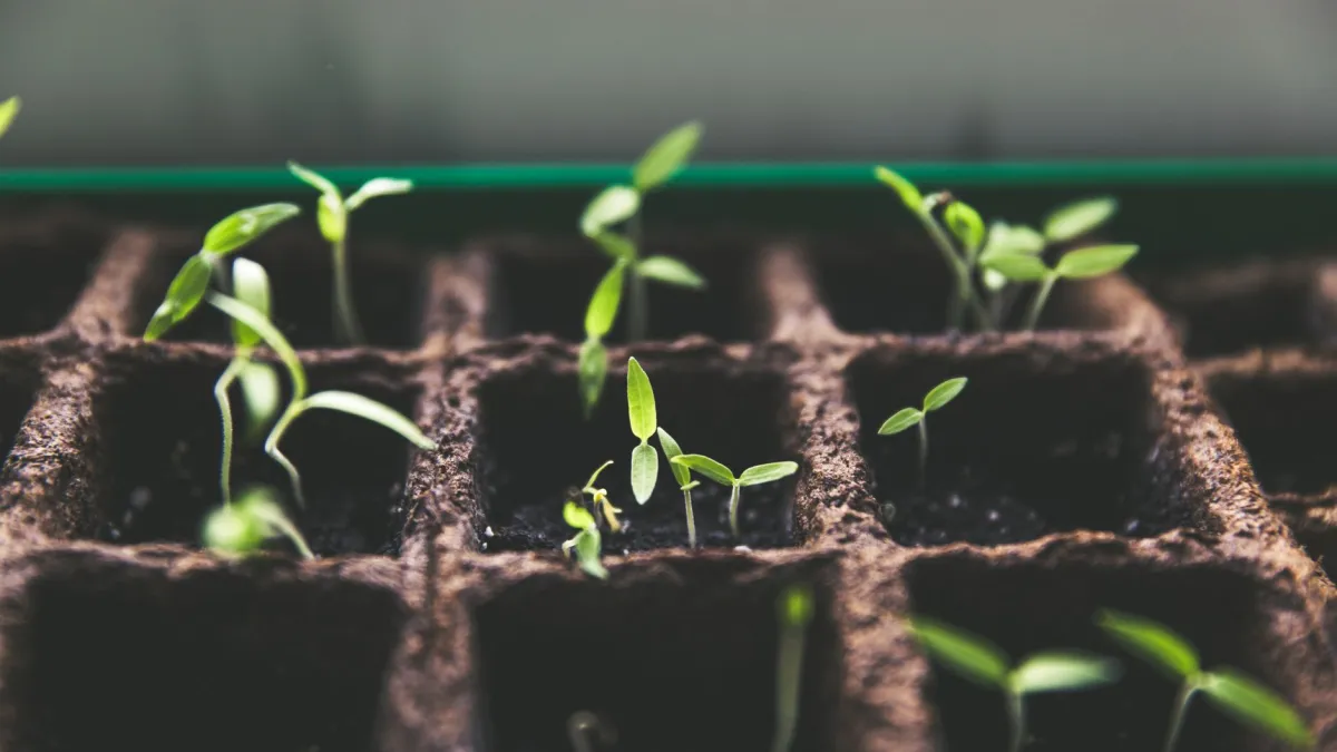 Mãos segurando um punhado de terra fértil com uma pequena muda de planta brotando.